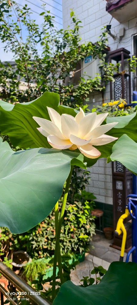 王平军的美丽小院：东安村的世外桃源